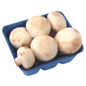 Hongos del caribe portabella Lb