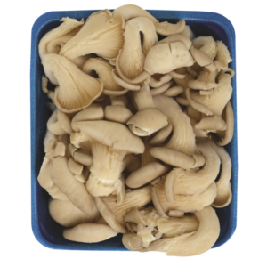 HONGO OYSTER DEL CARIBE LB
